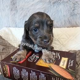 Anellini -AKC Full - Blue and cream female Dachshund puppy in Bates City, Missouri from Gray Wall Dachshunds