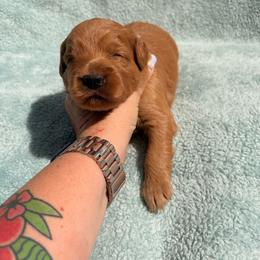 White collar boy - Apricot male Labradoodle puppy in Pollock Pines, California from Goindoodles