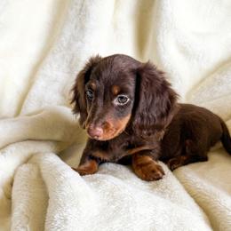 Dachshunds from Black Hills Dachshunds