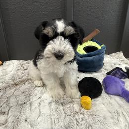 Thunder - Parti male Miniature Schnauzer puppy in St. Augustine, Florida from Ancient City Schnauzers