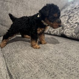 Noelle- White - Black and tan female Welsh Terrier puppy in Licking, Missouri from Bean Creek Dachshunds & Terriers