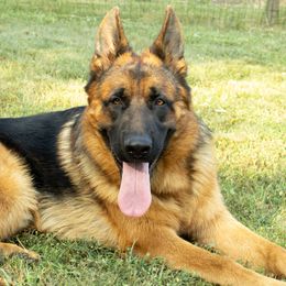 Kip - German Shepherd