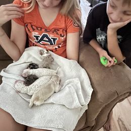 Aussiedoodle Puppies from Creek Bend Farm