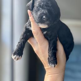 Bud - Black male Goldendoodle puppy in Gastonia, North Carolina from Crowders Creek Doodles