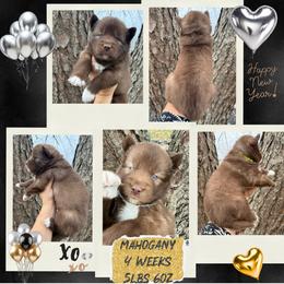 Mahogany - Red and white male Siberian Husky puppy in Florence, Kentucky from Moonlight Howl Huskies