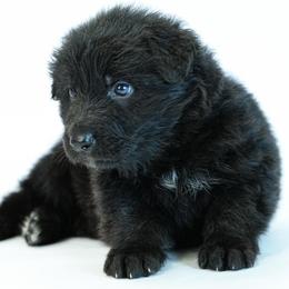 Orange collar - Black male German Shepherd puppy in Plumas Lake, California from Zwinger Vom Greifjäger