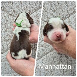 Manhattan - Liver and white male English Springer Spaniel puppy in Freeland, Michigan from McNally's Springer Spaniels