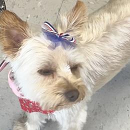 Winter - Yorkshire Terrier