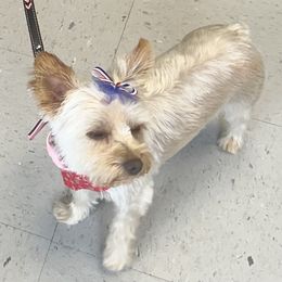 Winter - Yorkshire Terrier