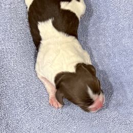 Boy 4 - Liver and white male Brittany puppy in Claxton, Georgia from Bull Creek Kennels