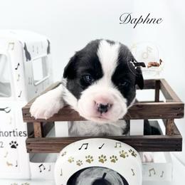 Daphne with slight mismark - Black and white female Cardigan Welsh Corgi puppy in Casper, Wyoming from Flying Note Shorties