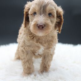 Kuiper - Gold male Australian Cobberdog puppy in Bellingham, Minnesota from Whispering Prairie Australian Cobberdog