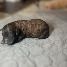 Girl 2 - Sable female Poodle puppy in Quitman, Mississippi from P&D Palace