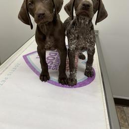 German Shorthaired Pointer Puppies from Hardwood Kennels