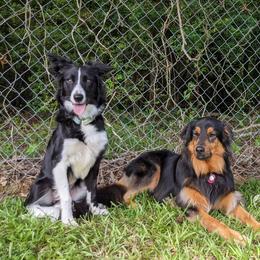 Border Collie Puppies from Ferguson Border Collies