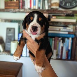 Purple Girl (Fern) - Black, white and red female Greater Swiss Mountain Dog puppy in Edinboro, Pennsylvania from Greater Swiss of Whitetail Acres
