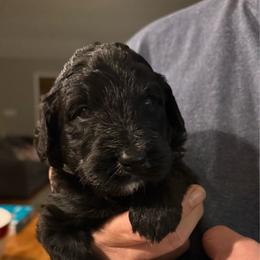 Orange Girl (Minerva) - Black and white female Bernedoodle puppy in Moulton, Alabama from Triple W Doodles