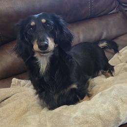 Sophie - Black and cream female Dachshund puppy in Newalla, Oklahoma from Roughstock Border Collies and Dachshunds