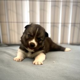 Siberian Husky Puppies from OAZS Pups