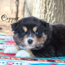 Copper - Black tri-color Australian Shepherd puppy in Coldwater, Michigan from Northern Star Australian Shepherds