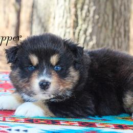 Copper - Black tri-color Australian Shepherd puppy in Coldwater, Michigan from Northern Star Australian Shepherds