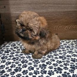 Min Boy - Sable male Shih Tzu puppy in Meadows Of Dan, Virginia from Walt’s Shih Tzus
