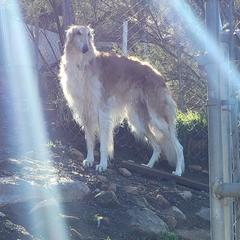 Hawk - Borzoi