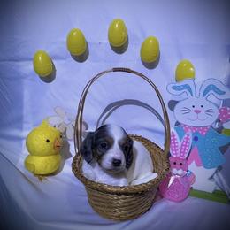 Dachshund Puppies from CA__Dachshunds