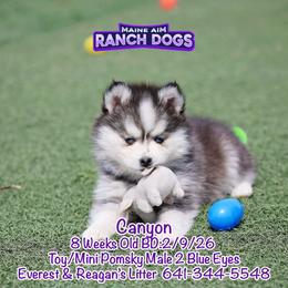 Canyon - Black and white male Pomsky puppy in Humeston, Iowa from M.A.R. Dogs