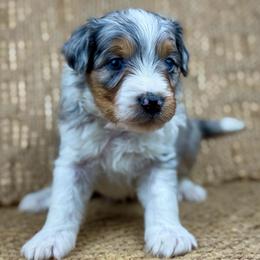 BMM8 - Blue merle male Aussiedoodle puppy in Prague, Oklahoma from Classic K9’s  Aussies & Doodles