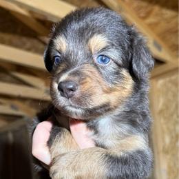 Seasmoke - Dilute blue male Australian Shepherd puppy in Kokomo, Indiana from North Central Aussies