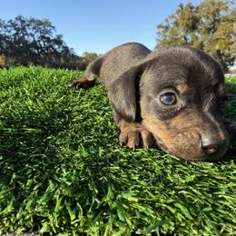 Purple Girl (black.tan) - Black and cream female Dachshund puppy in Apopka, Florida from The HotDog Stand