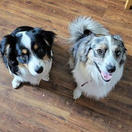 Miniature Australian Shepherds from Tanya's Awesome Aussies