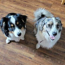 Miniature Australian Shepherds from Tanya's Awesome Aussies