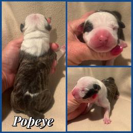 Popeye - Black brindle male American Staffordshire Terrier puppy in Marietta, Georgia from Ambition Amstaffs