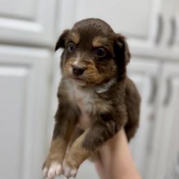 Pancake - Black tri-color male Australian Shepherd puppy in Odessa, Texas from Yucca Blossom Pups