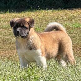 Girl 2 - Fawn female Akita puppy in Cuba, Missouri from Kamikaze Akitas