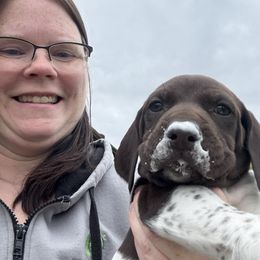 Rusty - Liver and white male German Shorthaired Pointer puppy in Onalaska, Washington from Boonies Farms