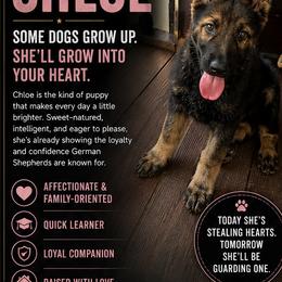 Chloe - Sable female German Shepherd puppy in Culpeper, Virginia from Little Creek GSD
