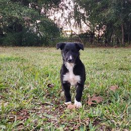 Splinter - Black brindle male Silken Windhound puppy in Starke, Florida from Ashley