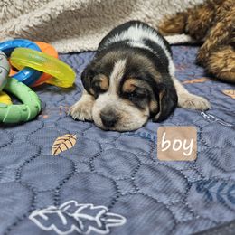 Boy - Black tan and white male Beagle puppy in Lore City, Ohio from Loves Kennel