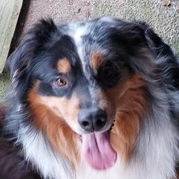 Beau - Australian Shepherd