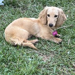 Dachshund Puppies from Camacho_Dachshunds