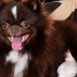 Shiloh - Pomeranian