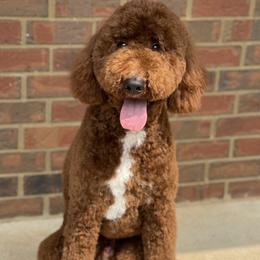 Legend - Poodle