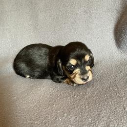 Girl 1 - Black and cream female Dachshund puppy in Valley Springs, California from Robin’s Dachshunds