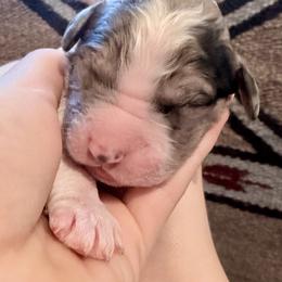 Biscotti - Merle male Goldendoodle puppy in Wake Forest, North Carolina from Wake Forest Darling Doodles