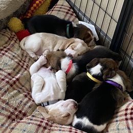Beagle Puppies from Majestic Beagles