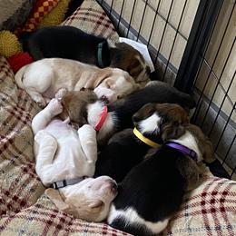 Beagle Puppies from Majestic Beagles