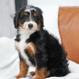 Lane - Tri-color female Bernedoodle puppy in Dundee, Ohio from Down Home Doodle